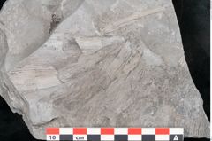 Foto (Detailansicht) von Calamites sp.  (NHMW-GEO-2024-0188-10987)